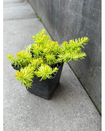 Очиток гірський Ангеліна | Sedum rupestre Angelina | Очиток горный Ангелина