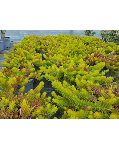 Очиток гірський Ангеліна | Sedum rupestre Angelina | Очиток горный Ангелина