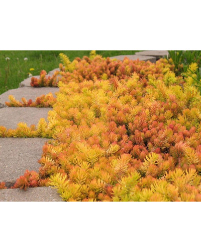 Очиток гірський Ангеліна | Sedum rupestre Angelina | Очиток горный Ангелина
