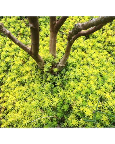 Очиток гірський Ангеліна | Sedum rupestre Angelina | Очиток горный Ангелина