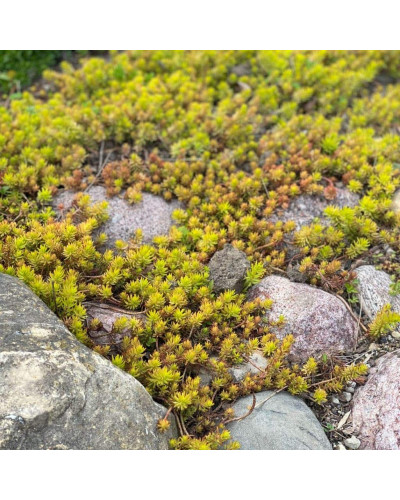 Очиток гірський Ангеліна | Sedum rupestre Angelina | Очиток горный Ангелина