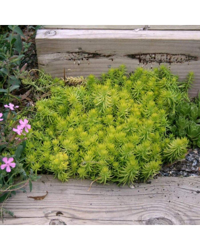 Очиток гірський Ангеліна | Sedum rupestre Angelina | Очиток горный Ангелина