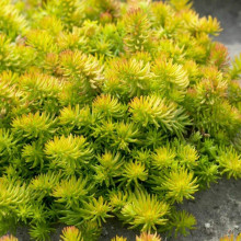 Очиток гірський Ангеліна | Sedum rupestre Angelina | Очиток горный Ангелина