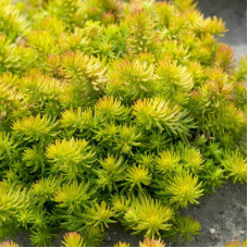 Очиток гірський Ангеліна | Sedum rupestre Angelina | Очиток горный Ангелина
