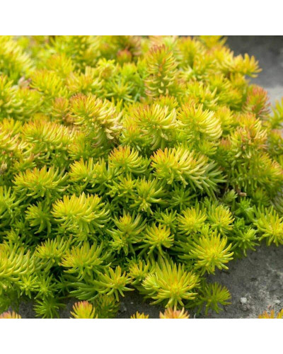 Очиток гірський Ангеліна | Sedum rupestre Angelina | Очиток горный Ангелина