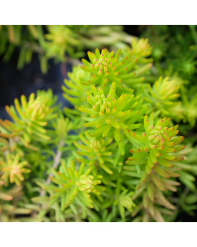Очиток гірський Ангеліна | Sedum rupestre Angelina | Очиток горный Ангелина
