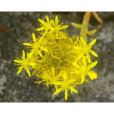 Очиток гірський Ангеліна | Sedum rupestre Angelina | Очиток горный Ангелина