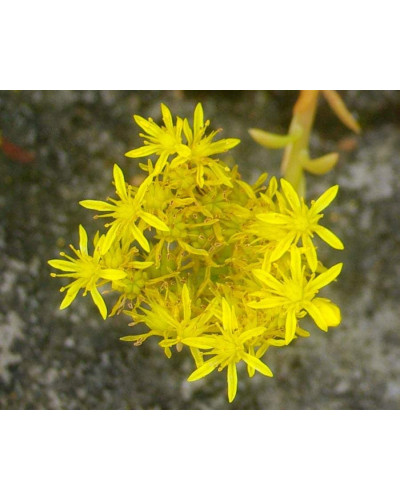 Очиток гірський Ангеліна | Sedum rupestre Angelina | Очиток горный Ангелина