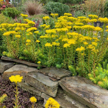 Очиток гірський Ангеліна | Sedum rupestre Angelina | Очиток горный Ангелина