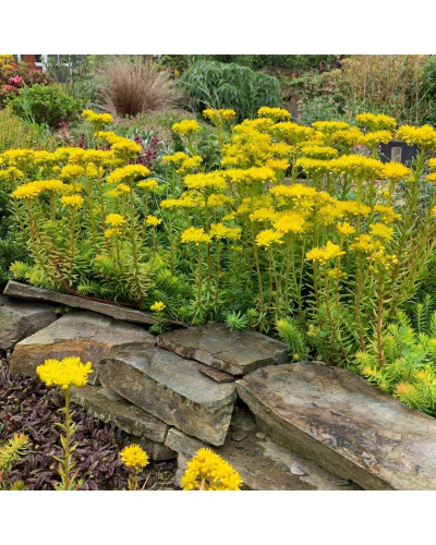 Очиток гірський Ангеліна | Sedum rupestre Angelina | Очиток горный Ангелина