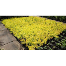 Очиток гірський Ангеліна | Sedum rupestre Angelina | Очиток горный Ангелина