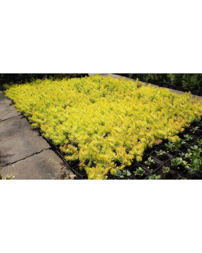 Очиток гірський Ангеліна | Sedum rupestre Angelina | Очиток горный Ангелина