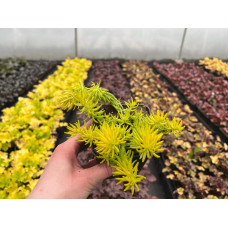 Очиток гірський Ангеліна | Sedum rupestre Angelina | Очиток горный Ангелина