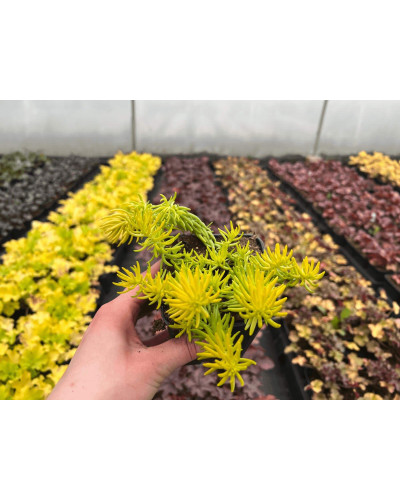 Очиток гірський Ангеліна | Sedum rupestre Angelina | Очиток горный Ангелина