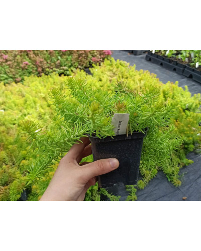 Очиток гірський Ангеліна | Sedum rupestre Angelina | Очиток горный Ангелина