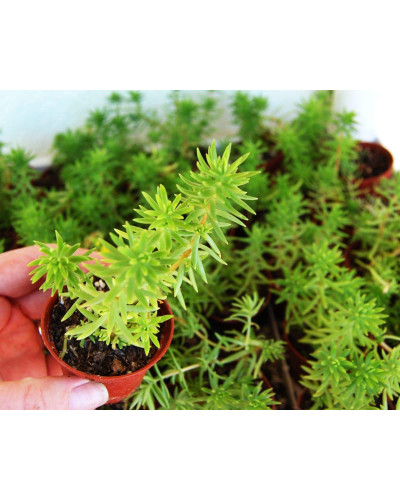 Очиток гірський Ангеліна | Sedum rupestre Angelina | Очиток горный Ангелина
