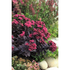 Очиток гібридний Плам Даззлед | Sedum hybride Plum Dazzled | Очиток гибридный Даззлед