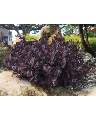 Очиток гібридний Плам Даззлед | Sedum hybride Plum Dazzled | Очиток гибридный Даззлед