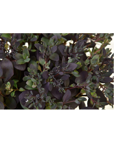 Очиток гібридний Плам Даззлед | Sedum hybride Plum Dazzled | Очиток гибридный Даззлед