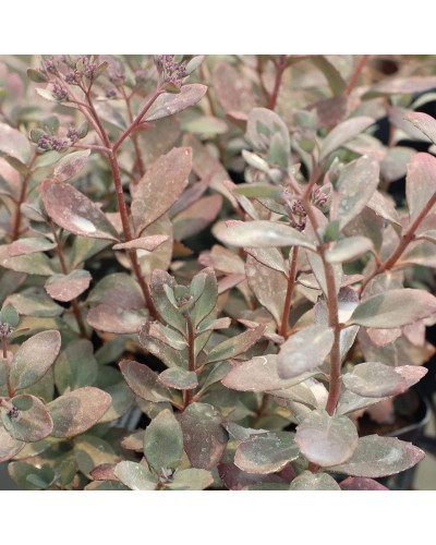 Очиток гібридний Плам Даззлед | Sedum hybride Plum Dazzled | Очиток гибридный Даззлед