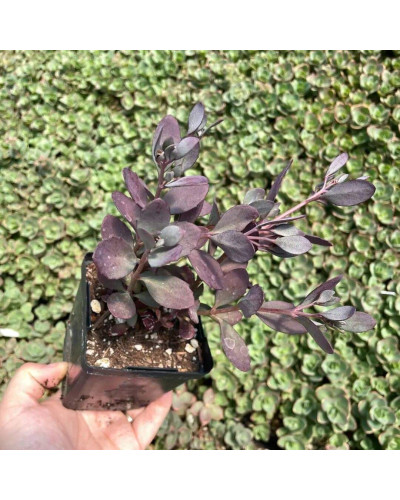 Очиток гібридний Плам Даззлед | Sedum hybride Plum Dazzled | Очиток гибридный Даззлед