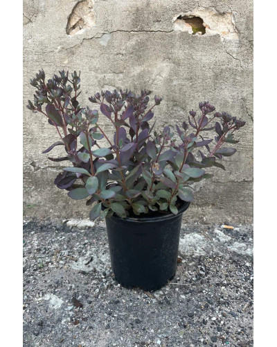 Очиток гібридний Плам Даззлед | Sedum hybride Plum Dazzled | Очиток гибридный Даззлед