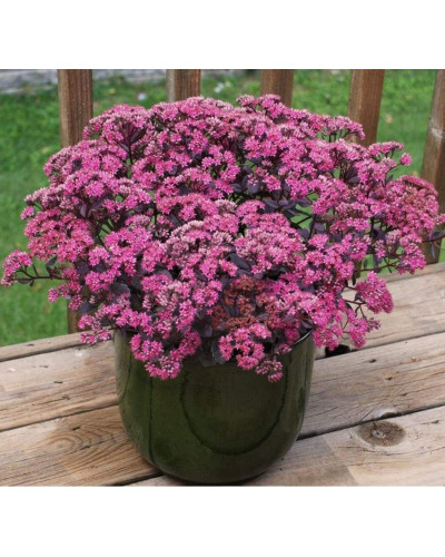 Очиток гібридний Плам Даззлед | Sedum hybride Plum Dazzled | Очиток гибридный Даззлед