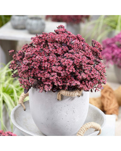 Очиток гібридний Плам Даззлед | Sedum hybride Plum Dazzled | Очиток гибридный Даззлед