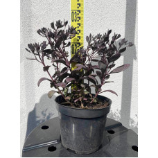 Очиток гібридний Плам Даззлед | Sedum hybride Plum Dazzled | Очиток гибридный Даззлед
