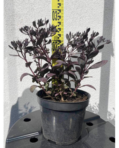 Очиток гібридний Плам Даззлед | Sedum hybride Plum Dazzled | Очиток гибридный Даззлед