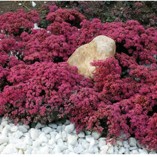 Очиток гібридний Плам Даззлед | Sedum hybride Plum Dazzled | Очиток гибридный Даззлед