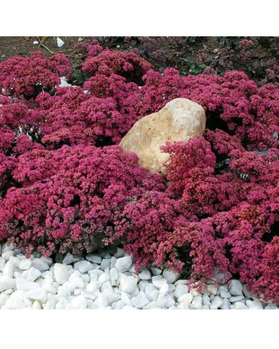 Очиток гібридний Плам Даззлед | Sedum hybride Plum Dazzled | Очиток гибридный Даззлед