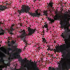 Очиток гібридний Плам Даззлед | Sedum hybride Plum Dazzled | Очиток гибридный Даззлед