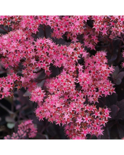 Очиток гібридний Плам Даззлед | Sedum hybride Plum Dazzled | Очиток гибридный Даззлед