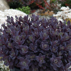 Очиток гібридний Плам Даззлед | Sedum hybride Plum Dazzled | Очиток гибридный Даззлед