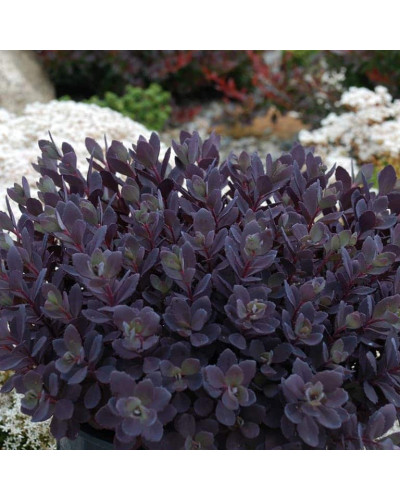 Очиток гібридний Плам Даззлед | Sedum hybride Plum Dazzled | Очиток гибридный Даззлед