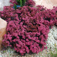 Очиток гібридний Плам Даззлед | Sedum hybride Plum Dazzled | Очиток гибридный Даззлед
