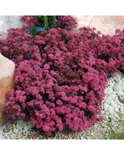 Очиток гібридний Плам Даззлед | Sedum hybride Plum Dazzled | Очиток гибридный Даззлед