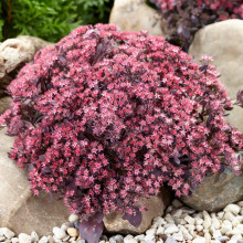 Очиток гібридний Плам Даззлед | Sedum hybride Plum Dazzled | Очиток гибридный Даззлед