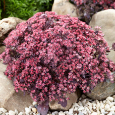 Очиток гібридний Плам Даззлед | Sedum hybride Plum Dazzled | Очиток гибридный Даззлед