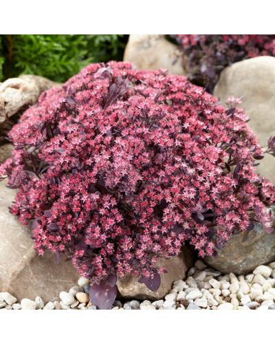Очиток гібридний Плам Даззлед | Sedum hybride Plum Dazzled | Очиток гибридный Даззлед