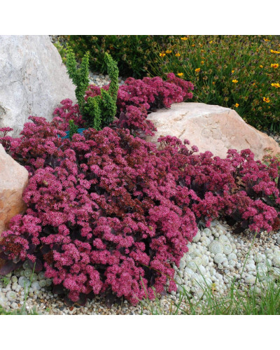 Очиток гібридний Плам Даззлед | Sedum hybride Plum Dazzled | Очиток гибридный Даззлед