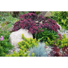Очиток гібридний Плам Даззлед | Sedum hybride Plum Dazzled | Очиток гибридный Даззлед