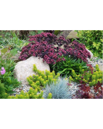 Очиток гібридний Плам Даззлед | Sedum hybride Plum Dazzled | Очиток гибридный Даззлед