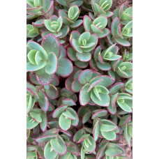 Очиток гібридний Лайм Зінгер | Sedum hybride Lime Zinger | Очиток гибридный Лайм Зингер
