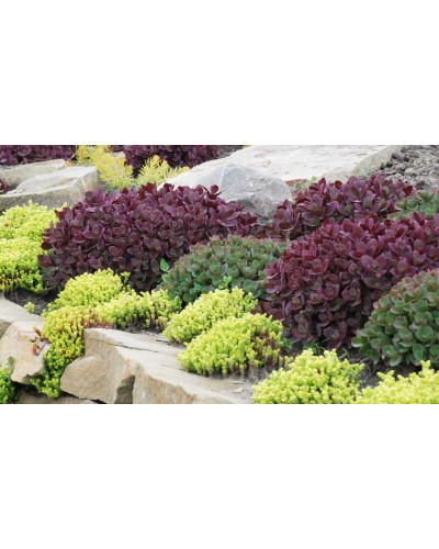 Очиток гібридний Лайм Зінгер | Sedum hybride Lime Zinger | Очиток гибридный Лайм Зингер