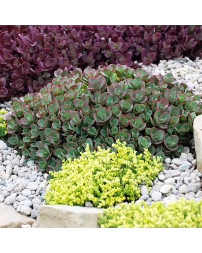Очиток гібридний Лайм Зінгер | Sedum hybride Lime Zinger | Очиток гибридный Лайм Зингер