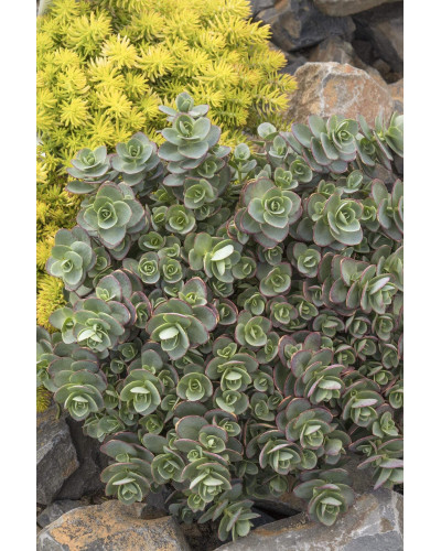 Очиток гібридний Лайм Зінгер | Sedum hybride Lime Zinger | Очиток гибридный Лайм Зингер