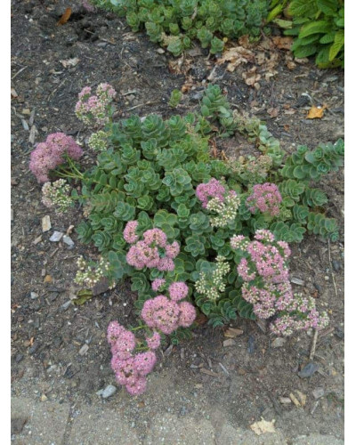 Очиток гібридний Лайм Зінгер | Sedum hybride Lime Zinger | Очиток гибридный Лайм Зингер