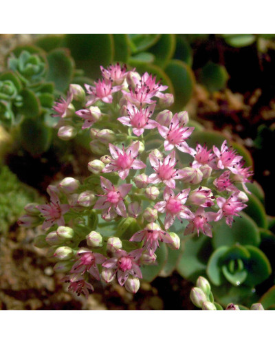 Очиток гібридний Лайм Зінгер | Sedum hybride Lime Zinger | Очиток гибридный Лайм Зингер